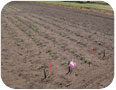 Ontario field trial of three maca cultivars