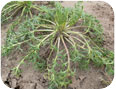 Maca plant just prior to harvest in late fall