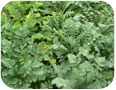  Oriental radish canopy