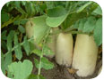 Oriental radish in the field