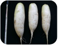 Marketable oriental radishes