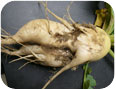 Forking of a oriental radish root due to physical root damage