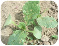 Flea beetle damage on oriental radish