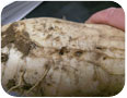 Millipede and damage on  radish