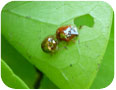 Golden tortoise beetle feeding on sweet potato leaf