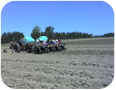 Planting sweet potato slips)