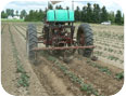 Sweet potatoes are often cultivated several times in the first 8 weeks after planting to remove weeds and build up the hills.  