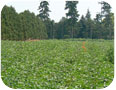 Sweet potato vines typically close over the rows by the end of July.