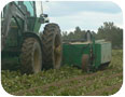 Mowing sweet potato vines prior to harvest