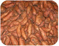 Newly harvested sweet potatoes