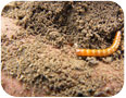 Wireworm emerging from sweet potato feeding hole