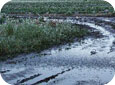 Water ponding in strawberry field