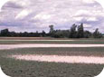 Water ponding in field