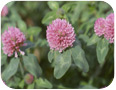 Red clover cover crop