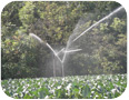 Irrigation