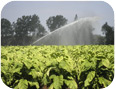Boom Sprayer