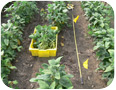 Edamame cultivar trial