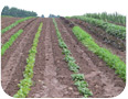 Organic field