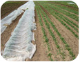 Row cover for flea beetle