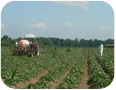 Essai de pesticide sur la patate douce