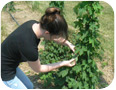 Pest scouting