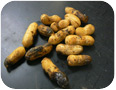Black hull on peanut
