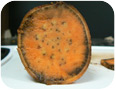 Chilling injury on sweet potato