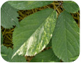 Ginseng chimera