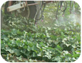 Closeup of sprayer nozzles