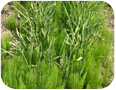 Weeds in a daffodil trial