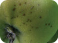 Blister spots are often detected near the calyx end of fruit growing on the outside of the tree canopy facing the sun