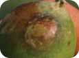 Aspect initial du fruit infecté, qui paraît gris, vert ou gorgé d’eau. 