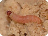 Codling moth larva