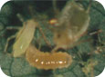 Aphid midge larvae