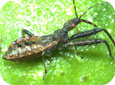Assassin bug nymph – note beak-like mouthparts (extended)