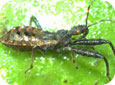 Assassin bug nymph with mouthparts folded under body