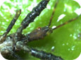 Assassin bug – note longitudinal groove where the beak sits at rest 