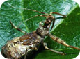 Assassin bug nymph (Photo by D. Epstein, MSU)