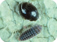 Stethorus punctum adult and larva