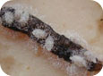 Ichneumonid larvae on same caterpillar