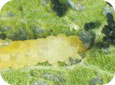 Eulophid wasp larva (top) with tentiform leafminer tissue feeder (E. Beers, OPM Online, WSU)