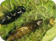 Eulophid wasp pupa (black, top) versus tentiform leafminer pupa (bottom) (E. Beers, OPM Online, WSU) 