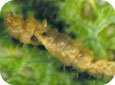 Tentiform leafminer tissue feeder larva after host feeding by adult female wasp (E. Beers, OPM Online, WSU)
