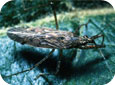 Damsel bug adult (D. Epstein, MSU)