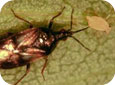 Anthocorid adult with aphid prey (Photo by Bradley Higbee, Paramount Farming Co.)