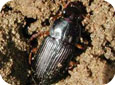 Ground beetle adult