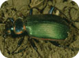 Ground beetle adult 
