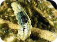 Syrphid fly larva (D. Epstein, MSU)
