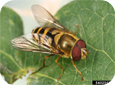 Syrphid fly adult (Joseph Berger, Bugwood.org)