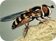Syrphid fly adult (D. Epstein, MSU)